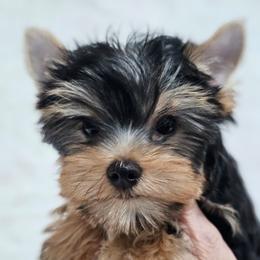 Cooper - Blue and gold male Yorkshire Terrier puppy in Rushville, Ohio from Enchanted Acres Yorkies