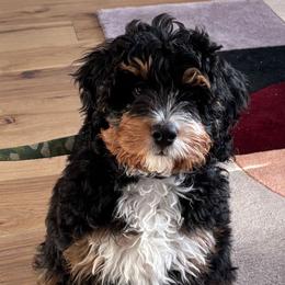 Bernedoodle puppies from Doting Doodles