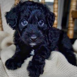 Vincent ( Van Gogh) - Black and white male Aussiedoodle puppy in Davie, Florida from Miami Mini Doodles