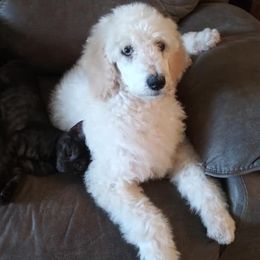 Bernedoodles and Poodles from My Tender Loving Paws