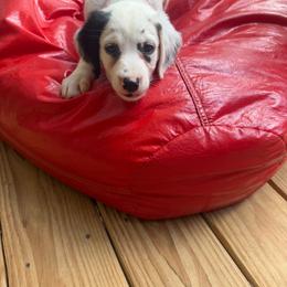 Amber - White and black female Dalmatian puppy in Bremen, Georgia from Clark’s Dalmatians