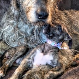 Irish Wolfhound Puppies from Westover Wolfhounds