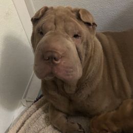 Chinese Shar-Pei from Wrinkleton Kennels