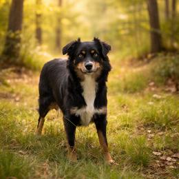Eve - Australian Shepherd