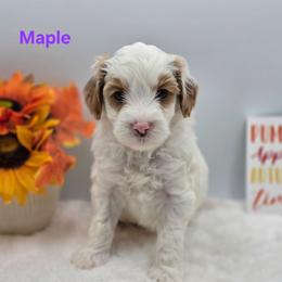 Maple - Parti female Goldendoodle puppy in Summerville, South Carolina from Channys Doodles