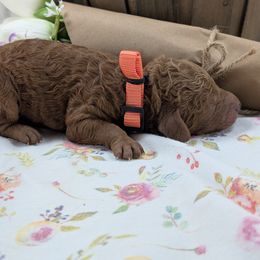 Orange Collar Boy - Red male Cavapoo puppy in Peoria Heights, Illinois from Gardner Lane Puppies