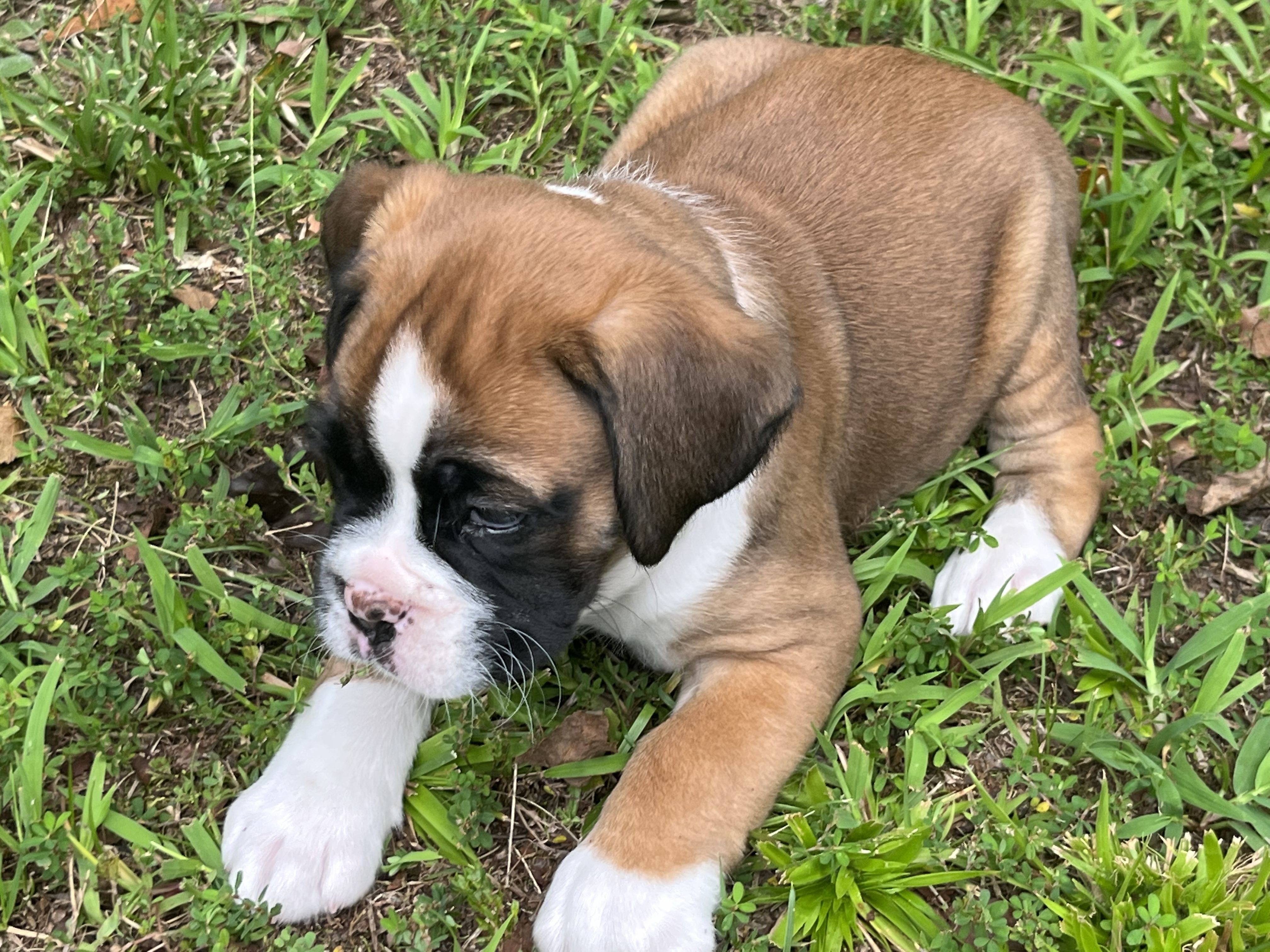 Georgia sales boxer puppies