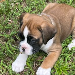 Boxer Puppies from North Georgia Boxers