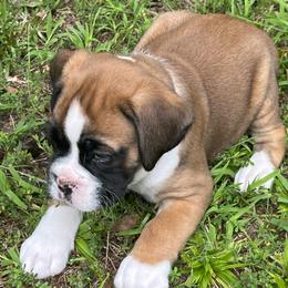 Boxer Puppies from North Georgia Boxers