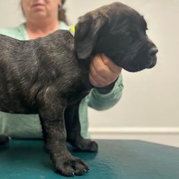 Ruger, Green Collar Boy 2 - Black brindle Cane Corso puppy in Jeffersonville, Kentucky from K9 Guardian Cane Corso