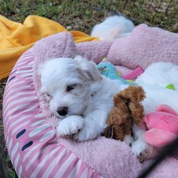 Companion Cross Puppies from SOMD Maltichon