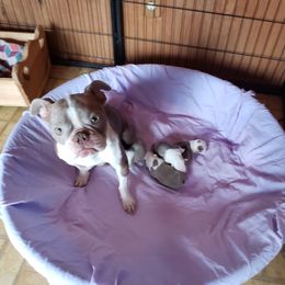 Priscilla - Boston Terrier