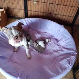 Priscilla - Boston Terrier