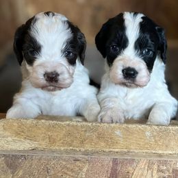 Springerdoodles from Grit & Grace Kennels