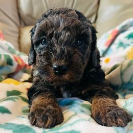 Ruby - Merle female Bernedoodle puppy in Sherman, Illinois from Shirl Doodle Life