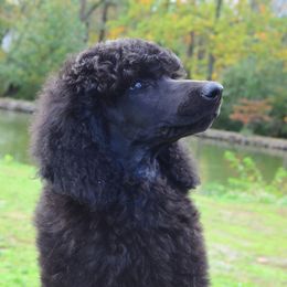 Poodle Puppies from D and D Standard Poodles