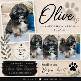 Olive - Brown female Lhasa Apso puppy in Middleburgh, New York from Top Knotch