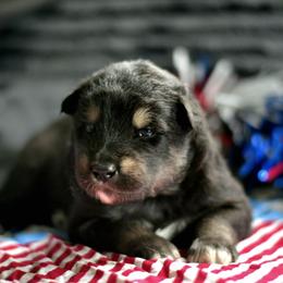 Dahlia - Black and white female Alaskan Malamute puppy in Kingston, Tennessee from North Shore Alaskan Malamutes