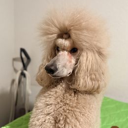 Cali - Poodle