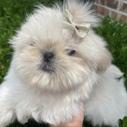 Shih Tzus from Chocolate Diamond Shih-Tzu