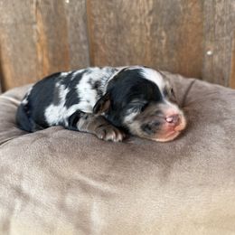 Kentucky - Blue merle male Aussiedoodle puppy in Eastland, Texas from H5 Mini Doodles