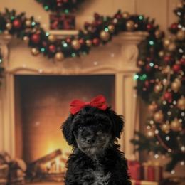 Annabelle - Merle female Goldendoodle puppy in Fairmount, Georgia from Muscadine Meadows Farm