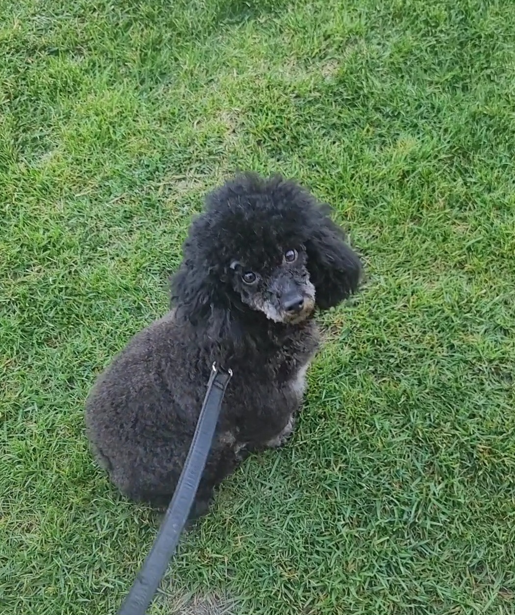 Biscuit - Poodle