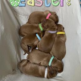 Golden Retriever Puppies from Red Bank Goldens