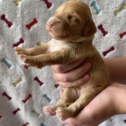 Australian Labradoodle and Double Doodle Puppies from Little Kingdom Doodles