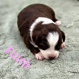 FAITH - Red tri female Toy Australian Shepherd puppy in Viking, Minnesota from Son Shine Farm