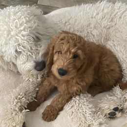 Goldendoodles from ShanDel's Goldendoodles