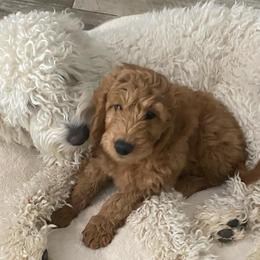 Goldendoodles from ShanDel's Goldendoodles