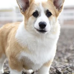 Pembroke Welsh Corgis from Zion Corgis