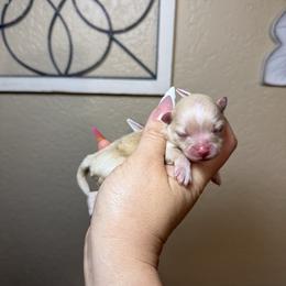 Trixi - Cream female Pomeranian puppy in Phoenix, Arizona from Luxpomz