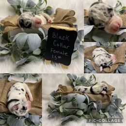 Great Dane Puppies from Cook’s Gentle Giants