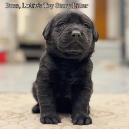 Buzz - Black male Labrador Retriever puppy in Owosso, Michigan from Bennington Retrievers