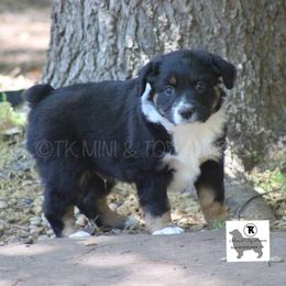 Australian Shepherd, Miniature Australian Shepherd, and Toy Australian Shepherd Puppies from TK Standard, Mini, & Toy Aussies