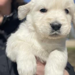 Golden Retriever Puppies from Stockford’s Golden Retrievers