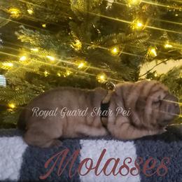 Molasses - Red female Chinese Shar-Pei puppy in Columbus, Indiana from Royal Guard Shar Pei