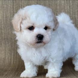 Shihpoo puppies from Pilot Hill Teddy Bear Puppies