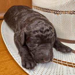 Labradoodle Puppies from Maple Bakin’ Doodles