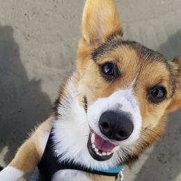Pembroke Welsh Corgis from Susan Clark's Pembroke Welsh Corgis