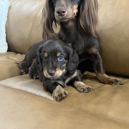 Dachshund Puppies from Andrea Swayne