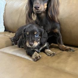 Dachshund Puppies from Andrea Swayne