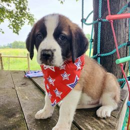 Ivanka (short.smooth coat) - Brown and white female Saint Bernard puppy in Kinsman, Ohio from Coleman Saint Bernards of Ohio