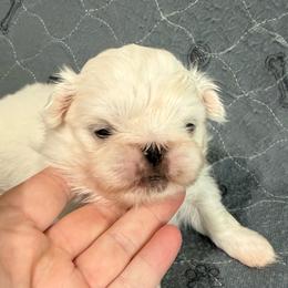 Buzz - Cream male Pekingese puppy in Clinton, Tennessee from Gracelands Pekingese