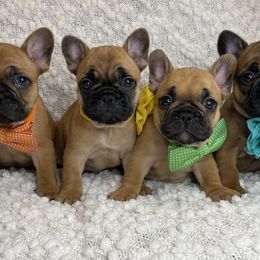 French Bulldog Puppies from GavFam Frenchies