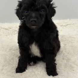Toucan - Black male Poodle puppy in Wheatland, California from Sapphire Ridge Poodles
