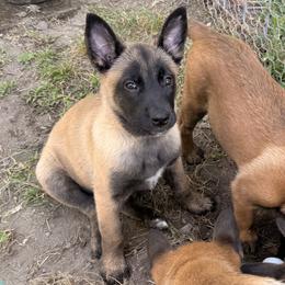 Girl 1 - Fawn female Belgian Malinois puppy in Franklin, Virginia from Morning Star Malinois