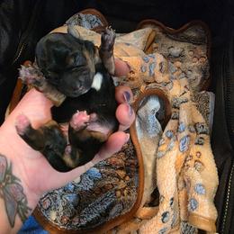 Daisy - Black and gold female Yorkshire Terrier puppy in Duncan, South Carolina from Sonshine Yorkies